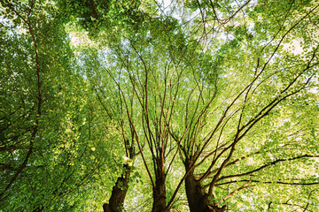 Fototapeta premium Summer Green Canopy Of Tall Trees. Deciduous Forest, Summer Nature In Sunny Day. Upper Branches Of Tree With Fresh Green Foliage. Low Angle View. Background.