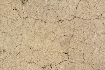 Fototapeta premium texture of the soil floor of sandy soil with small grass shoots