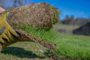 Fototapeta premium roll of organic natural grass for planting above ground in daylight