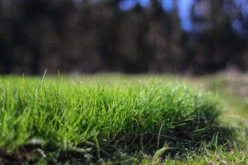 carpet of organic grass planted in the field in daylight