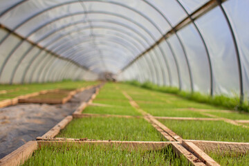 large greenhouse for organic grass