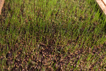 grass sprouts starting to grow inside a greenhouse