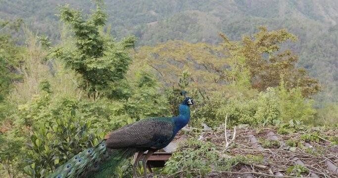 Peacock walks in the field with the forest mountain in the background.