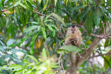 Hooded capuchin monkey (Cebus apella cay)