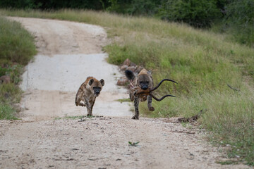 Spotted Hyena feeding on an Impala on a safari in South Africa