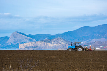 Naklejka premium Planting grapes