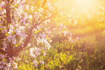 Plakat pink and white apple flowers in sunlight outdoor