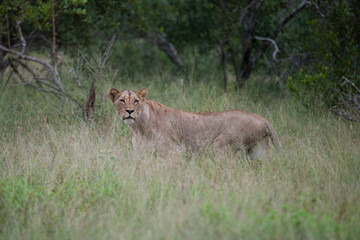 A female Lion seen on a safari in South Africa