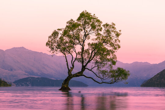 That Wanaka Tree at sunrise. Famous tree in the water, Wanaka, New Zealand © Zien