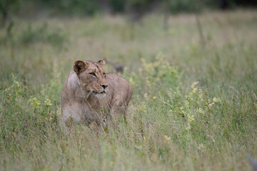 A female Lion seen on a safari in South Africa