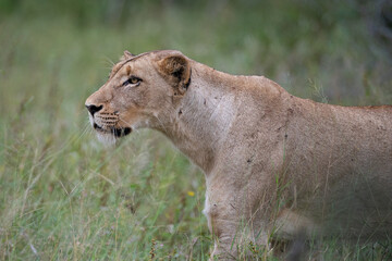 A female Lion seen on a safari in South Africa