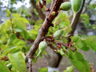 Branches of green apricot with soft focus. Apricot orchard in spring