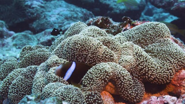 Underwater, Pink Anemone and skunk clown fish on Great Barrier Reef Tourism.