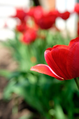 Close up of red tulip on the blurred background. Spring flowers garden. Sunny tulips in flowerbed.