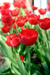 Obraz premium Close up of red sunny tulips in the blurred background. Spring flowers garden. Sunny tulips in flowerbed.