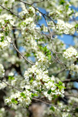 Branches of sunny cherry tree with white flowers on blue sky background. Close up of cherry tree blossom. Early spring garden. Fruit garden.