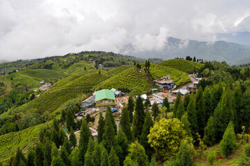 Organic Tea Garden in Darjeeling district.