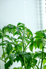 Close up blooming tomato seedlings ready for transplantation to garden. Tomato plants on windowsill.