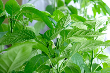 A pepper seedlings bloom. A pepper transplants on windowsill at daylight.