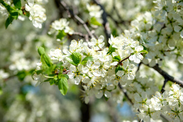 Branches of sunny cherry tree with white flowers on blue sky background. Close up of cherry tree blossom. Early spring garden. Fruit garden.