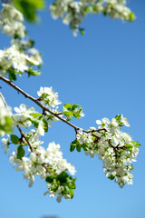 Branches of sunny cherry tree with white flowers on blue sky background. Close up of cherry tree blossom. Early spring garden. Fruit garden.