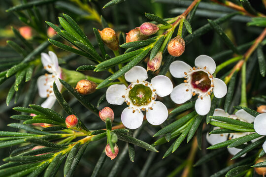 Chamelaucium waxflower flowers close up