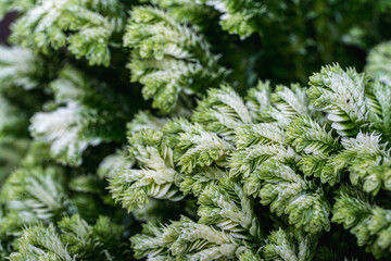 Selaginella Jori (Martens Clubmoss) leafs close up