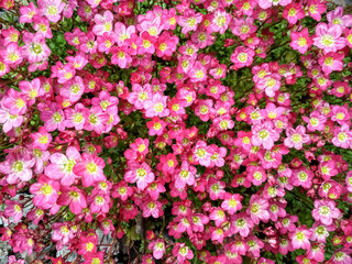 Many little pink flowers saxifraga background. Saxifraga pink little flowers background. Purple...