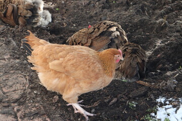 Szczęśliwe kury kopią w ziemi w ogrodzie