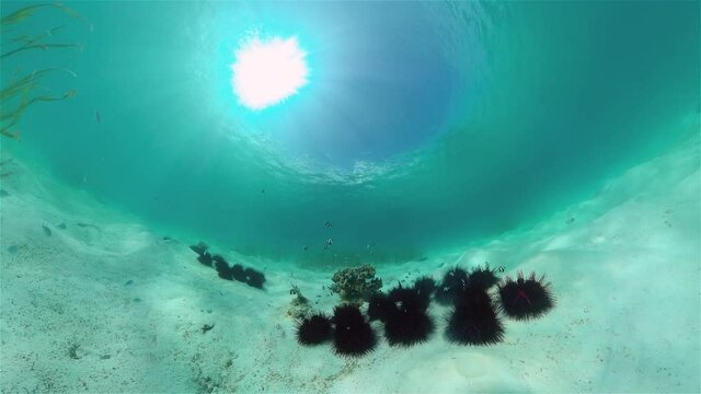 Black sea urchins amongst the seaweed. Black urchin, underwater at bottom.
