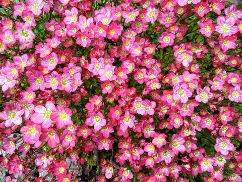 Many little pink flowers saxifraga background. Saxifraga pink little flowers background. Purple flowers background