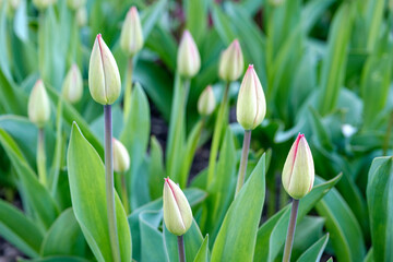 Obraz na płótnie Canvas Close up of tulip buds on the blurred background. Green buds of flowers in garden. Early spring. Fresh young tulips.