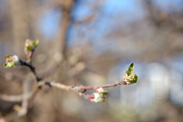 A branch of apple tree with young leaves or buds on the blurred garden background. Spring in a garden. Fruit tree.