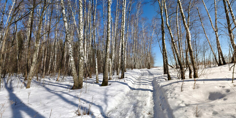 Spring walk through the forest, beautiful panorama.