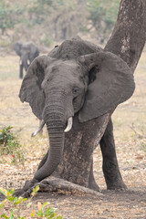 Fototapeta na wymiar African Elephants seen on a safari in South Africa
