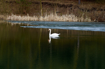 One swan swim on the pond in spring