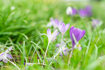 Many crocus flowers in growing the garden, white and purple flower colors, spring seasonn blooming signs, tiny flowers as a first sighn of spring and winter ending, new season is comming
