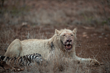 A wild White Lion seen feeding on a Zebra in the Kruger National Park in South Africa