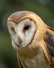 Barn Owl portrait 2