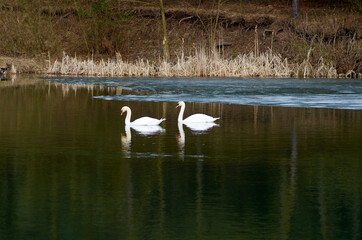 Naklejka na ściany i meble Two white swans swims on the lake