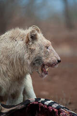 Fototapeta premium A wild White Lion seen feeding on a Zebra in the Kruger National Park in South Africa