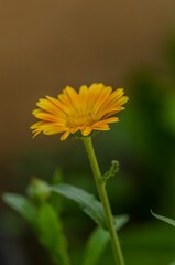 Marigold flower in the foreground