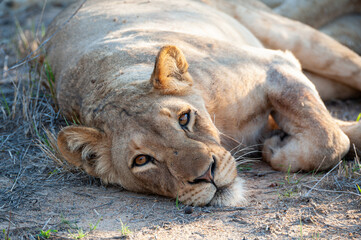 Naklejka na ściany i meble Female Lion seen on a safari in South Africa
