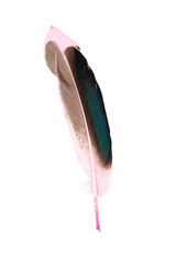 Dark pink feather isolated on the white background
