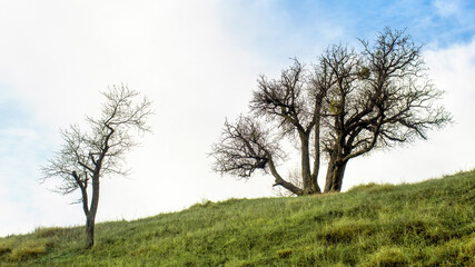 Fototapeta na wymiar Two bare trees in Moldova