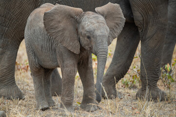 Obraz premium An Elephant cow and her calf seen on a safari in South Africa