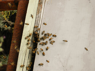 Bees working on beehive 