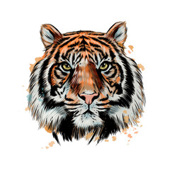 Tiger head portrait from a splash of watercolor, colored drawing, realistic. Vector illustration of paints