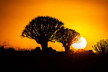 Quivertree infront of the rising sun in Namibia