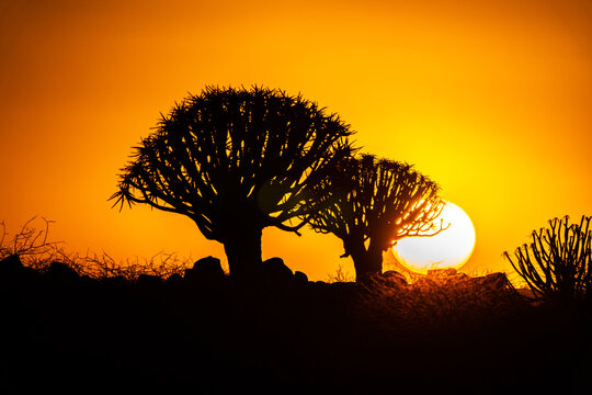 Quivertree infront of the rising sun in Namibia